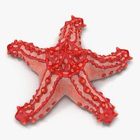Red Knobbed Starfish Rigged