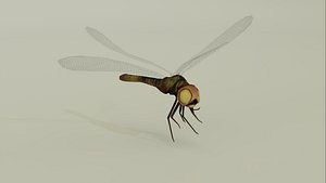 Dragonfly