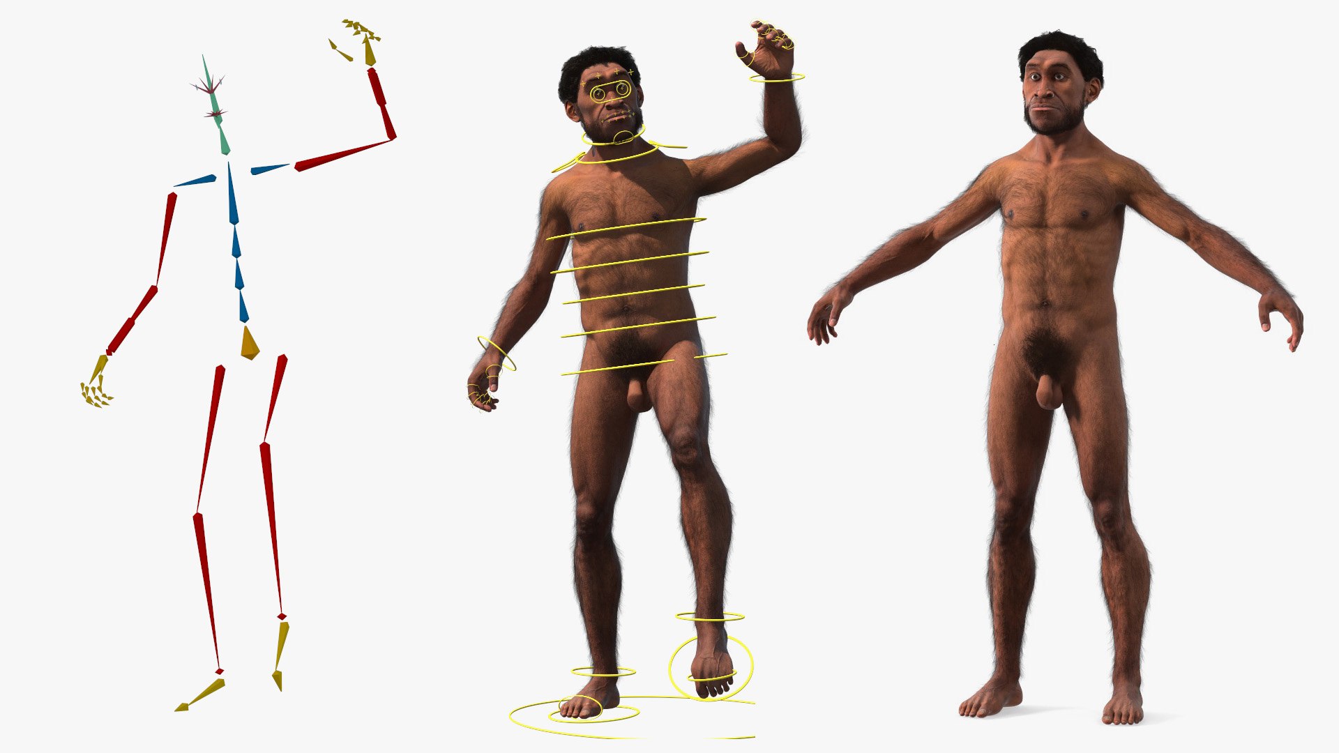 Homo Erectus Fur Rigged 3D model https://p.turbosquid.com/ts-thumb/Oy/ZWLXlr/AX/homoerectusfurrigged3dsmodel002/jpg/1706043122/1920x1080/fit_q87/f449e8350b0ccd65afd9b71c79c454b9c00d809d/homoerectusfurrigged3dsmodel002.jpg