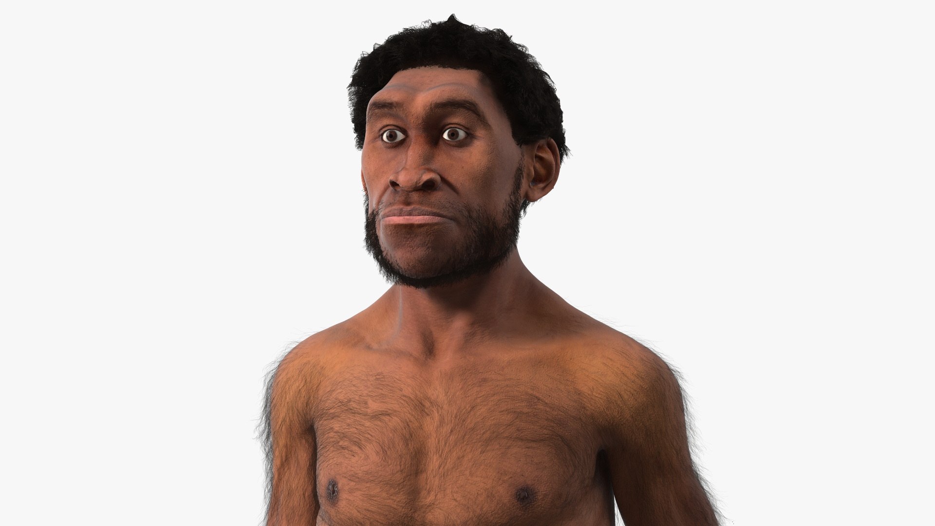Homo Erectus Fur Rigged 3D model preview