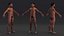 Homo Erectus armato di pelliccia