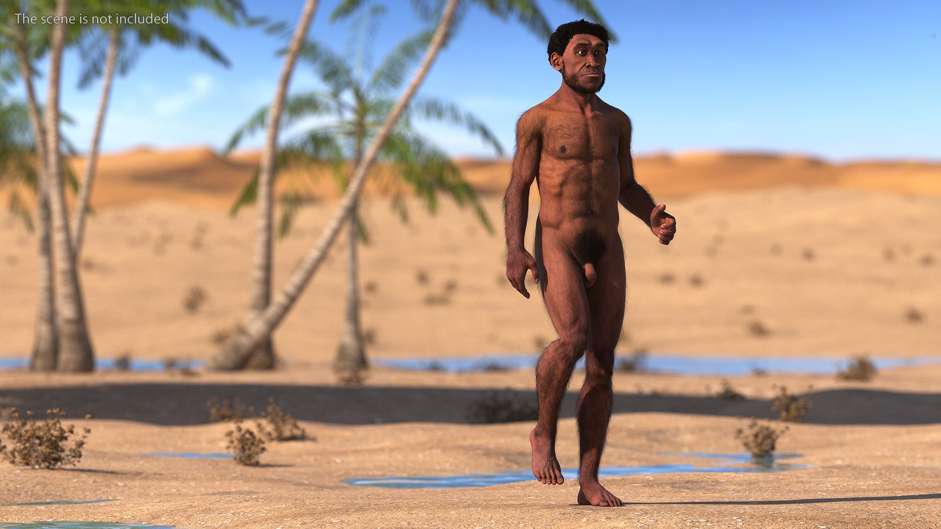 Homo Erectus Fur Rigged 3D model https://p.turbosquid.com/ts-thumb/Oy/ZWLXlr/xP/homoerectusfurrigged3dsmodel004/jpg/1706043131/1920x1080/fit_q87/e193d8d90502e4109e18c89fa4561874ee1282a5/homoerectusfurrigged3dsmodel004.jpg