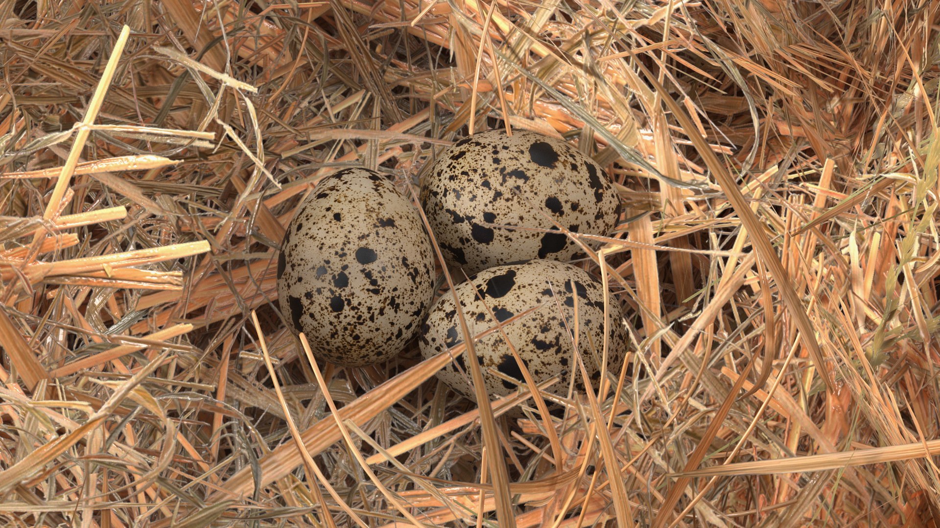 Bird Nests Collection 3D model https://p.turbosquid.com/ts-thumb/Oy/eQjz3D/J5/birdnestscollectionc4dmodel026/jpg/1711445152/1920x1080/fit_q87/a9e89c5b5d1f04b419fdd56bb3c19d648f0249ca/birdnestscollectionc4dmodel026.jpg