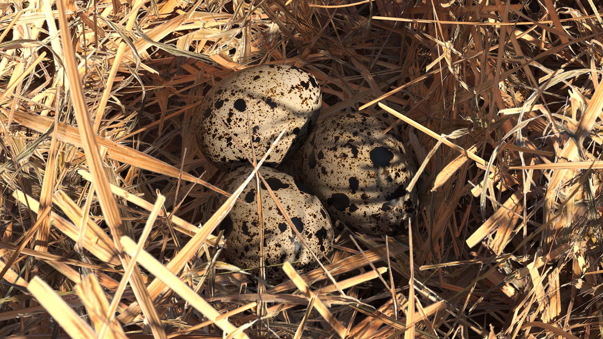 Bird Nests Collection 3D model https://p.turbosquid.com/ts-thumb/Oy/eQjz3D/Mw/birdnestscollectionc4dmodel019/jpg/1711445118/1920x1080/fit_q87/bde5cf37985c9a859726bc39ebad966f97f4b256/birdnestscollectionc4dmodel019.jpg