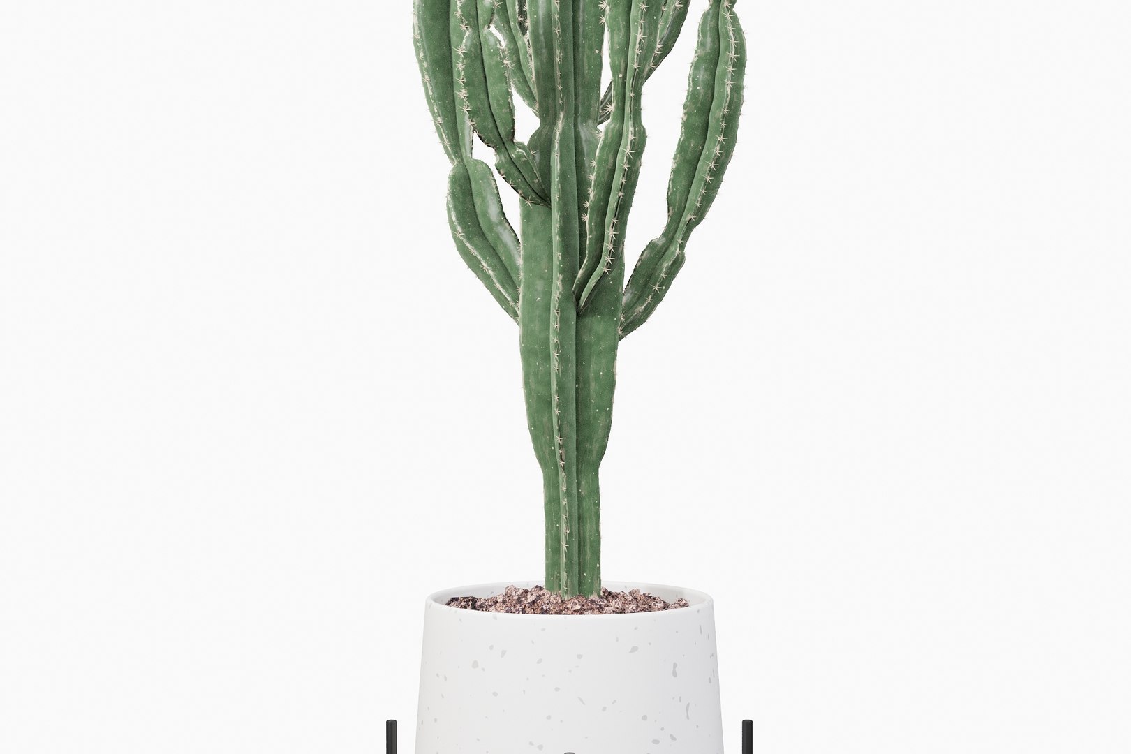Euphorbia candelabrum 1 cactus 3D - TurboSquid 1534279
