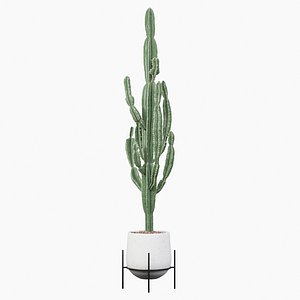 euphorbia candelabrum 1 cactus 3D