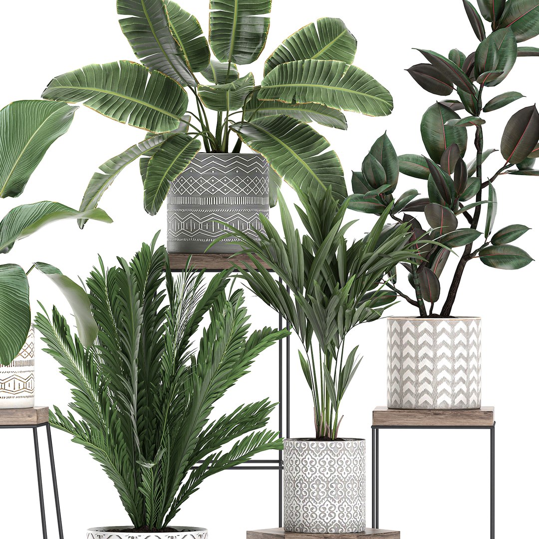 3D Plant Pots Houseplants Model - TurboSquid 1622015