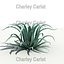 Plant_Agave_Octopus