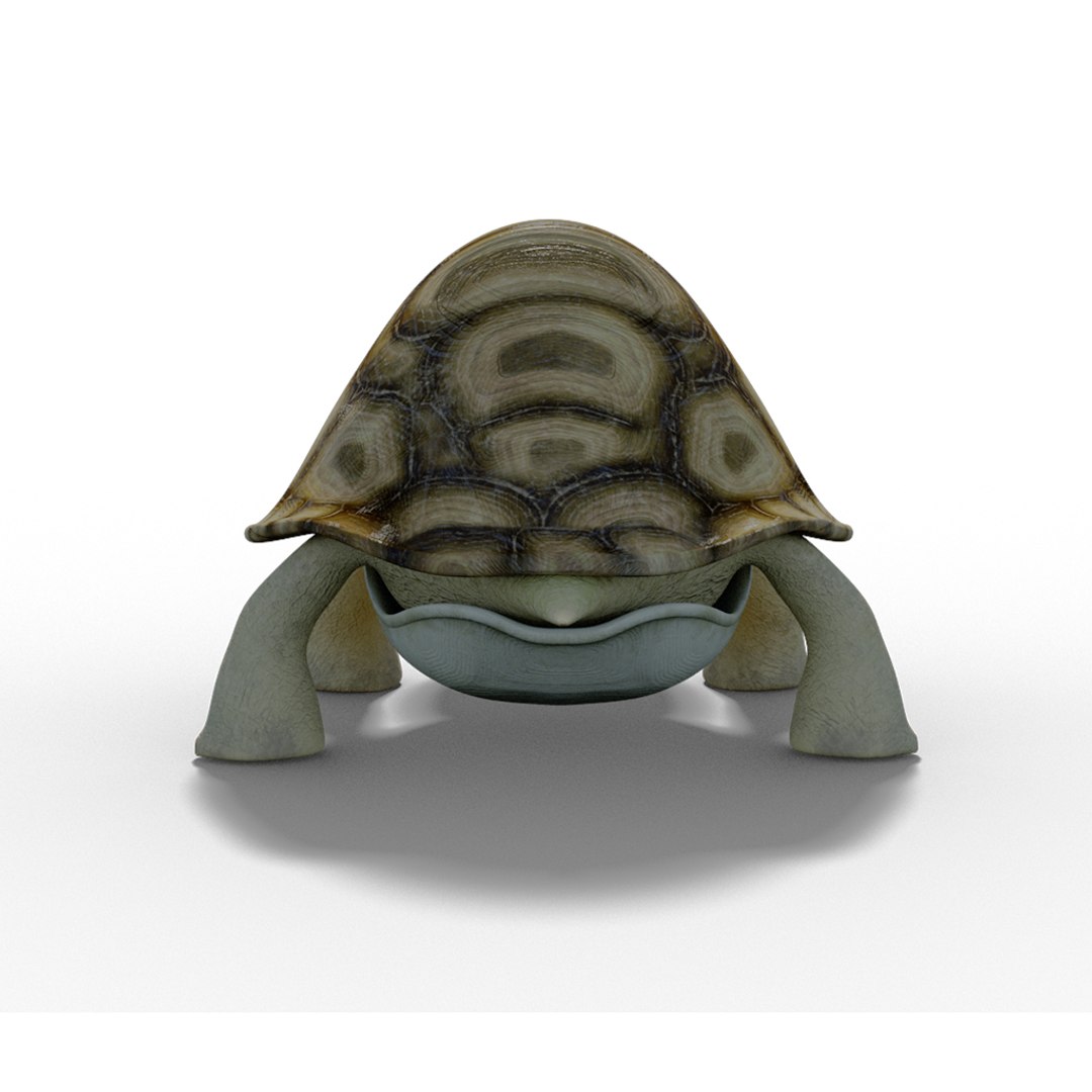3d model of turtle litlle
