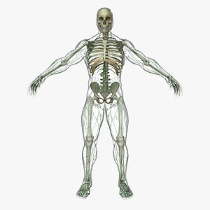 Lymphatic System with Skeleton