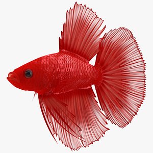 3D Red Crowntail Betta Fish Swimming Animated Rigged for Cinema 4D