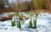 Snowdrop