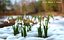 Schneeglöckchen