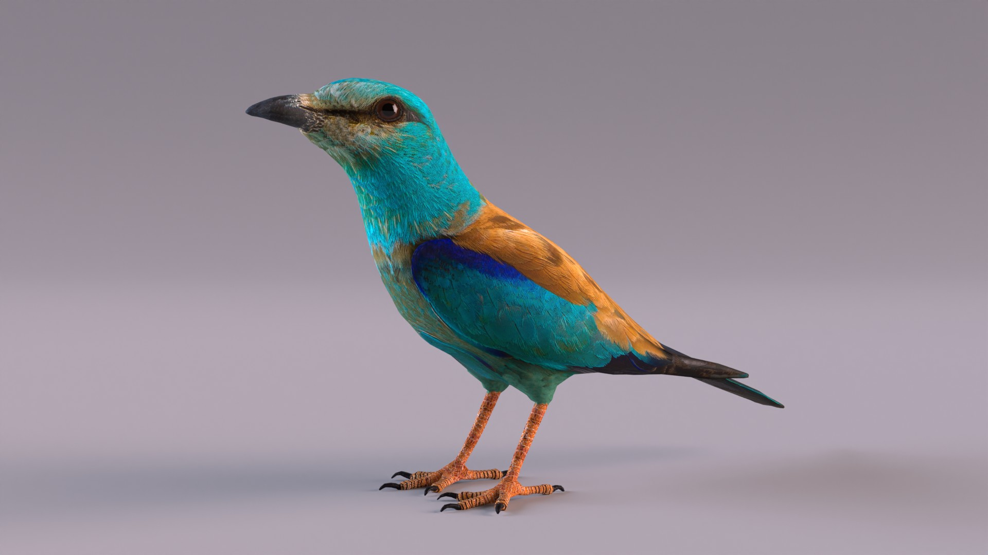 European Roller 3D Model - TurboSquid 2067265