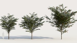 3D Gleditsia triacanthos a model