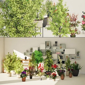 Interior Potted Plants