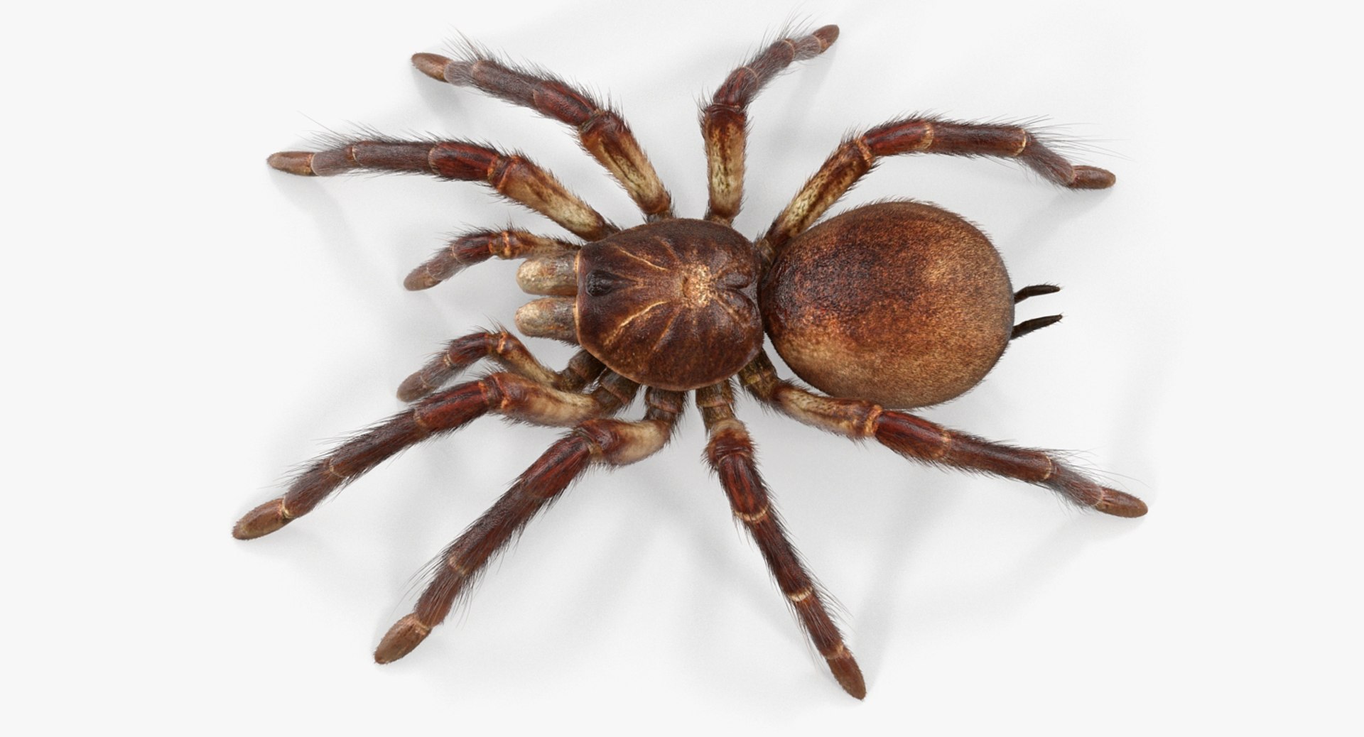 goliath birdeater fur rigged 3D model https://p.turbosquid.com/ts-thumb/Oz/vv0xsy/08dGRS9Q/goliathbirdeaterwithfurriggedvray3dmodel012/jpg/1519588036/1920x1080/fit_q87/93003c62fb87eb46319a42654e71843cf596b84d/goliathbirdeaterwithfurriggedvray3dmodel012.jpg
