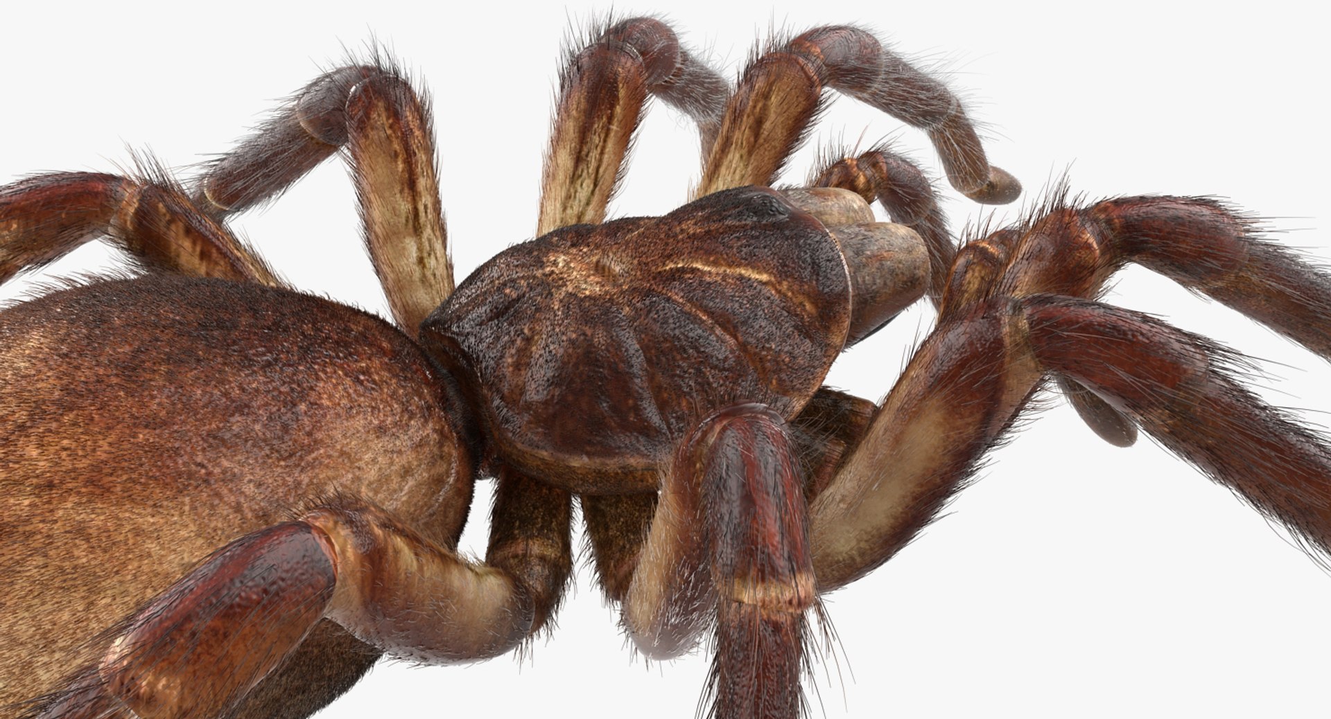 goliath birdeater fur rigged 3D model https://p.turbosquid.com/ts-thumb/Oz/vv0xsy/6U0dSLZ2/goliathbirdeaterwithfurriggedvray3dmodel019/jpg/1519588065/1920x1080/fit_q87/d107ec7a7711108359ddaaa86f9be441bb3e1e0c/goliathbirdeaterwithfurriggedvray3dmodel019.jpg