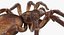 Goliath Birdeater with Fur Rigged