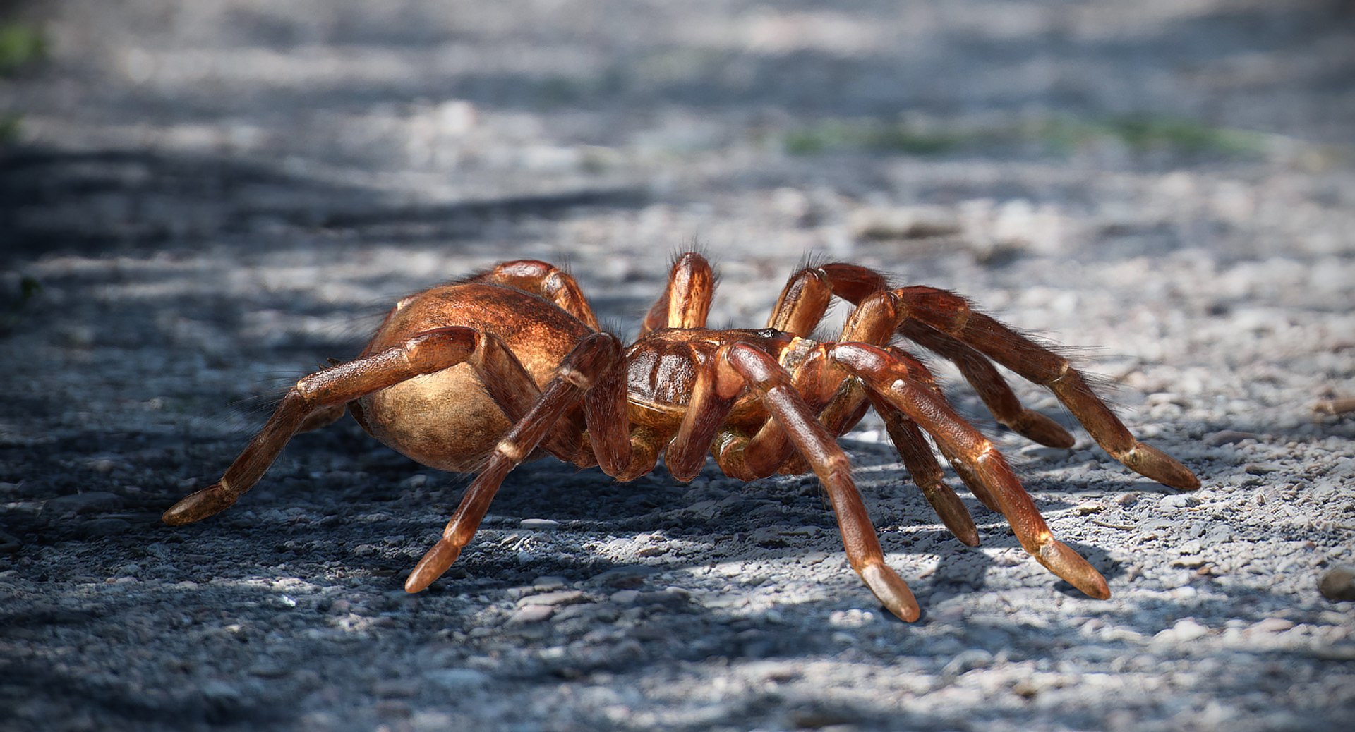 goliath birdeater fur rigged 3D model https://p.turbosquid.com/ts-thumb/Oz/vv0xsy/EWXLewUJ/goliathbirdeaterwithfurriggedvray3dmodel002/jpg/1519588001/1920x1080/fit_q87/9afff48c477b678f464f97e51596ec2f7d4c69cd/goliathbirdeaterwithfurriggedvray3dmodel002.jpg