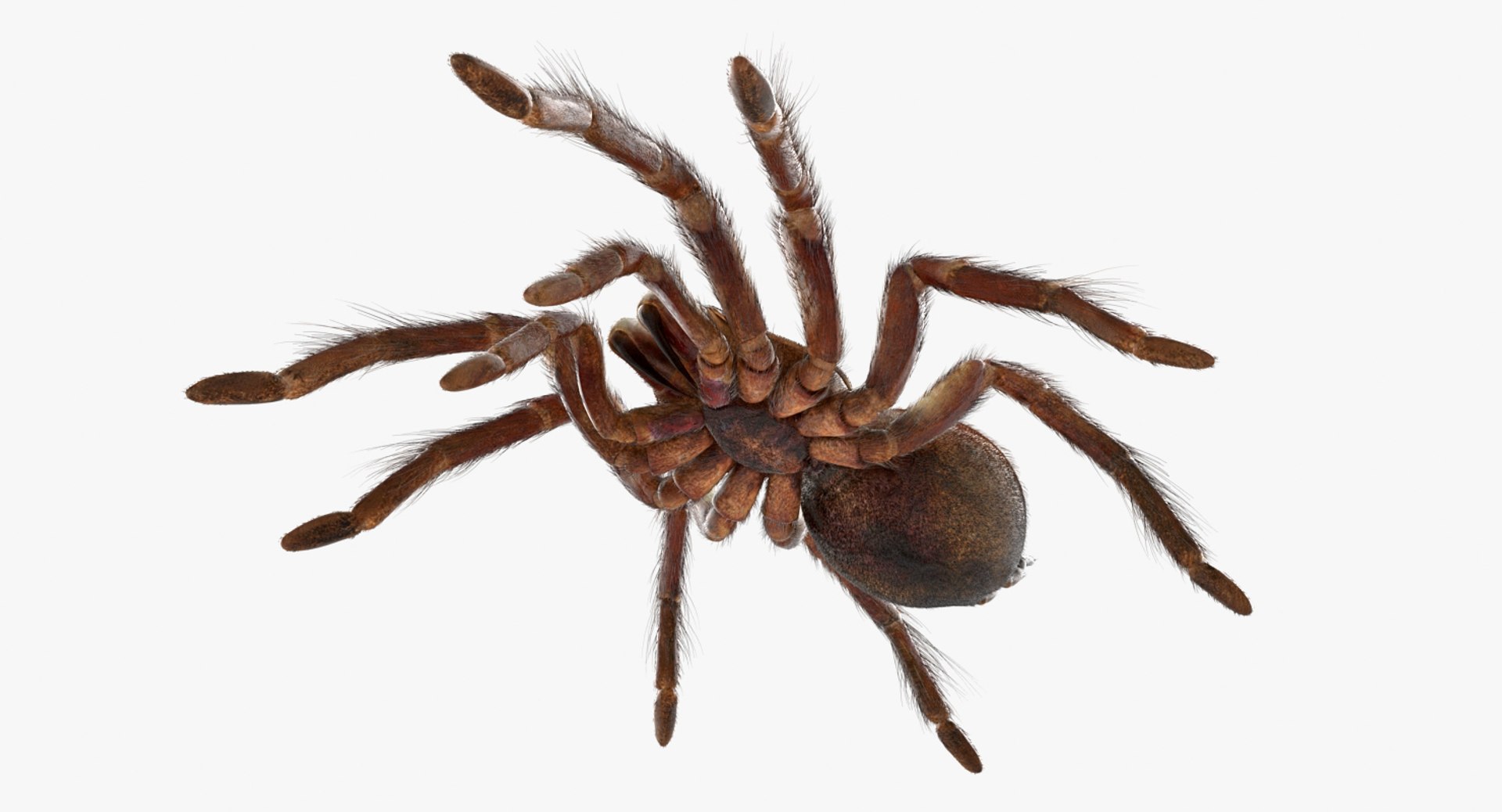 goliath birdeater fur rigged 3D model https://p.turbosquid.com/ts-thumb/Oz/vv0xsy/I424ZKP9/goliathbirdeaterwithfurriggedvray3dmodel016/jpg/1519588052/1920x1080/fit_q87/8ac7c169215f8a0cc017cb40e36d0c3327967176/goliathbirdeaterwithfurriggedvray3dmodel016.jpg