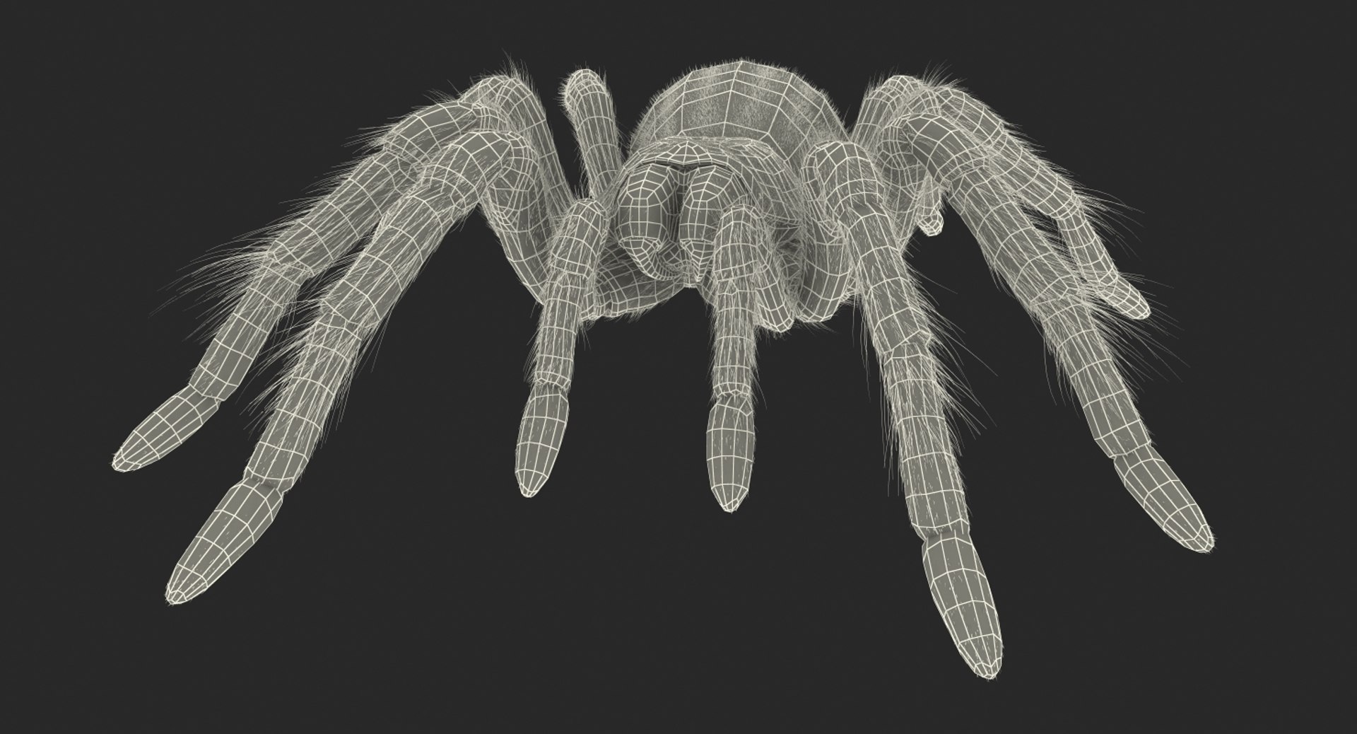 goliath birdeater fur rigged 3D model https://p.turbosquid.com/ts-thumb/Oz/vv0xsy/Kk4yB1s1/goliathbirdeaterwithfurriggedvray3dmodel026/jpg/1519588089/1920x1080/fit_q87/11e12d2c58eb38a93a8e753346cf162edc668462/goliathbirdeaterwithfurriggedvray3dmodel026.jpg