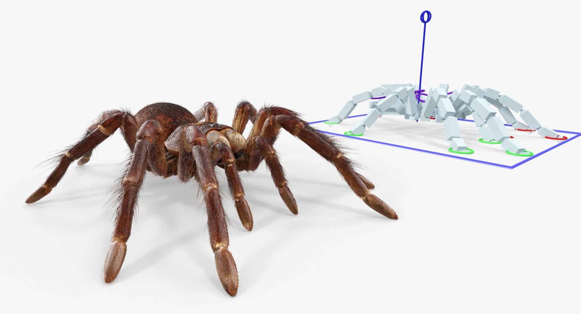goliath birdeater fur rigged 3D model https://p.turbosquid.com/ts-thumb/Oz/vv0xsy/OlDoXfoA/goliathbirdeaterwithfurriggedvray3dmodel004/jpg/1519588008/1920x1080/fit_q87/1b0a4d5179aa10a724966b1b9e1c422d4a999f21/goliathbirdeaterwithfurriggedvray3dmodel004.jpg