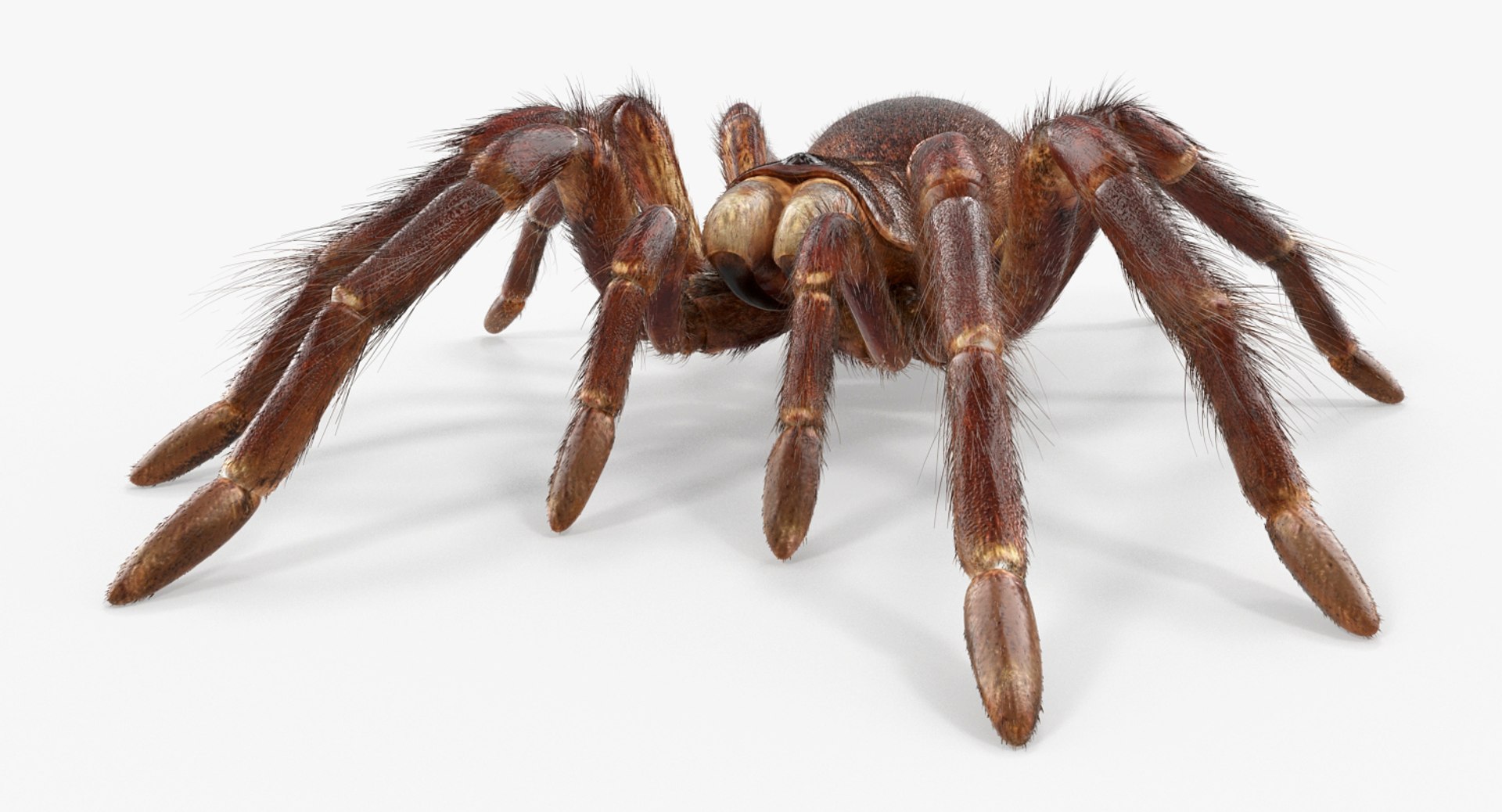 goliath birdeater fur rigged 3D model https://p.turbosquid.com/ts-thumb/Oz/vv0xsy/QYtGauIL/goliathbirdeaterwithfurriggedvray3dmodel013/jpg/1519588040/1920x1080/fit_q87/a98cf0c4ca69136aa68982ecce9d63e1adf22f24/goliathbirdeaterwithfurriggedvray3dmodel013.jpg
