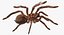 Goliath Birdeater with Fur Rigged