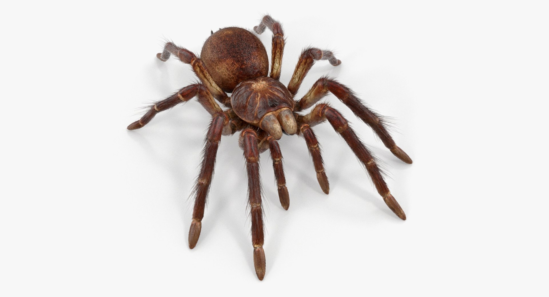 Goliath Birdeater with Fur Rigged 3D model preview