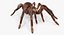 Goliath Birdeater with Fur Rigged