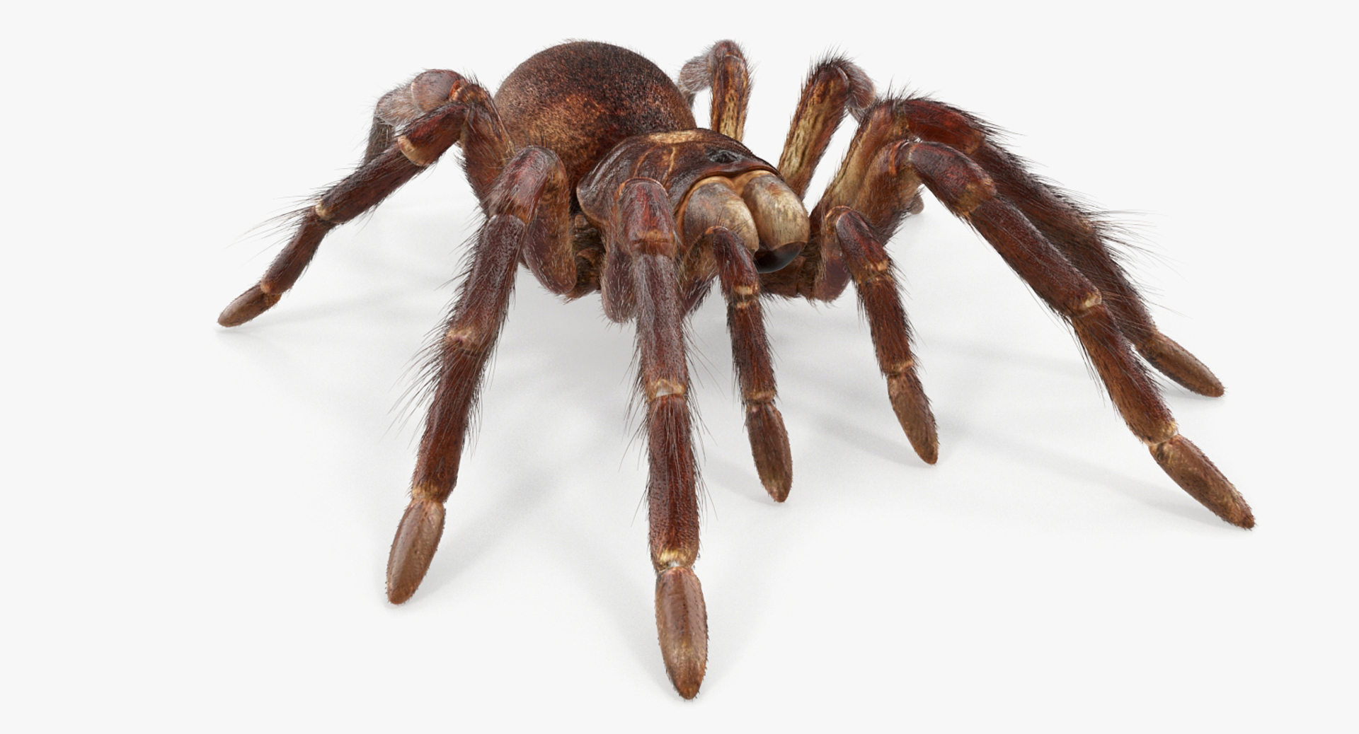 goliath birdeater fur rigged 3D model https://p.turbosquid.com/ts-thumb/Oz/vv0xsy/ZtAmSWvZ/goliath_birdeater_with_fur_rigged_362/jpg/1519587049/1920x1080/turn_fit_q99/789ed5f4ac9156595624ad668a5cf91a85dc113d/goliath_birdeater_with_fur_rigged_362-1.jpg
