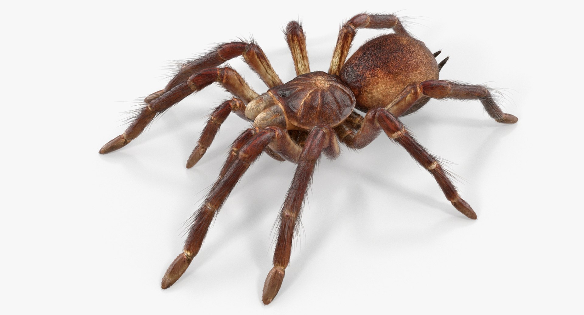 goliath birdeater fur rigged 3D model https://p.turbosquid.com/ts-thumb/Oz/vv0xsy/auBJYhkF/goliathbirdeaterwithfurriggedvray3dmodel010/jpg/1519588030/1920x1080/fit_q87/8b90ac2c64e5fc30cb53fdf0c0aa99546985a087/goliathbirdeaterwithfurriggedvray3dmodel010.jpg