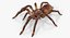 Goliath Birdeater with Fur Rigged