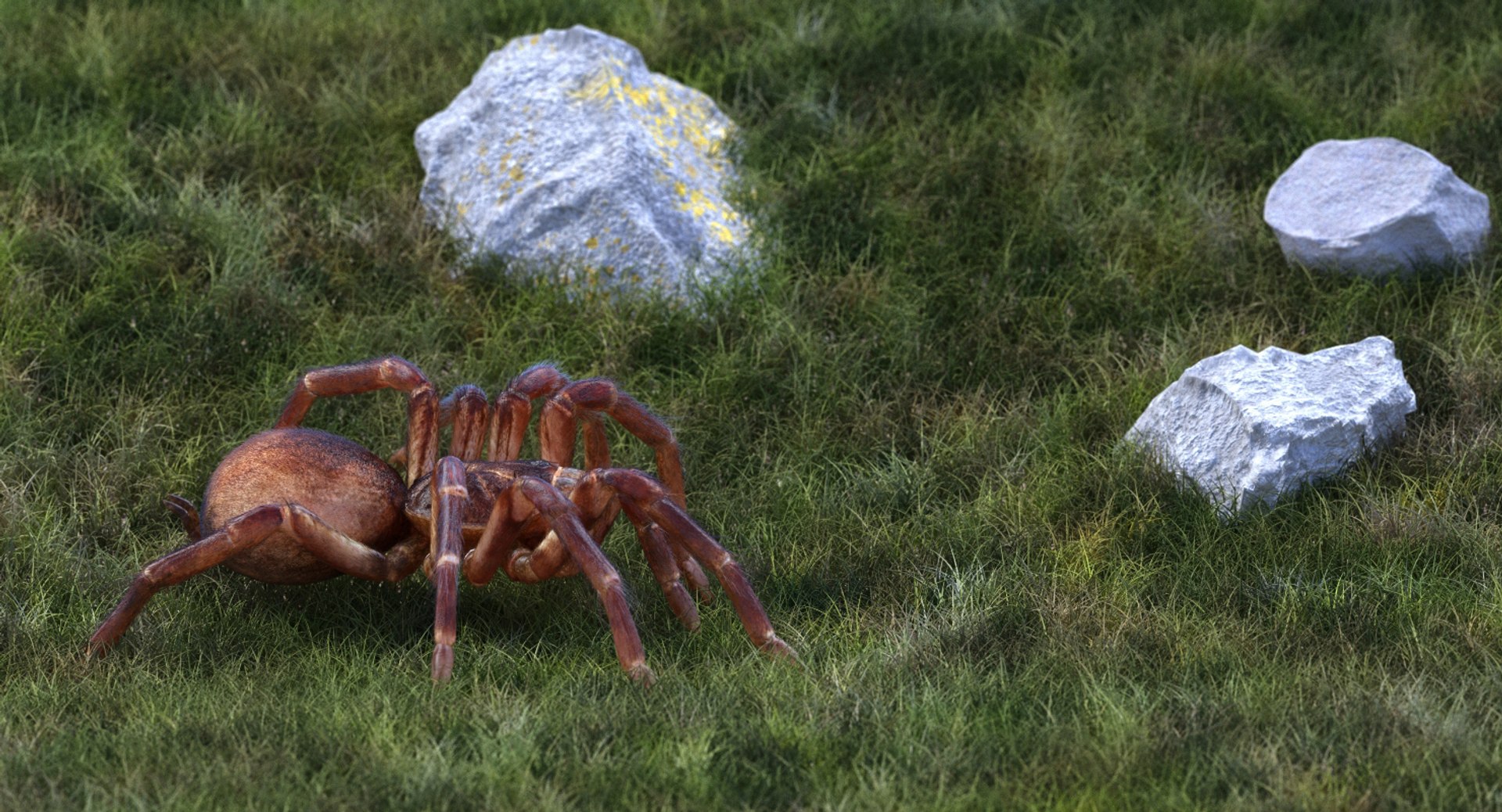 Goliath birdeater fur rigged 3D model - TurboSquid 1258130
