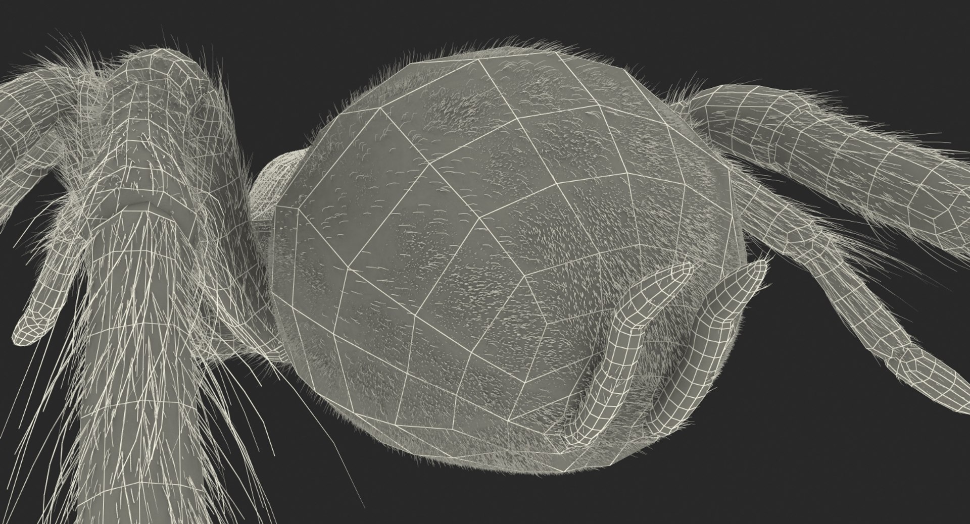 Goliath birdeater fur rigged 3D model - TurboSquid 1258130