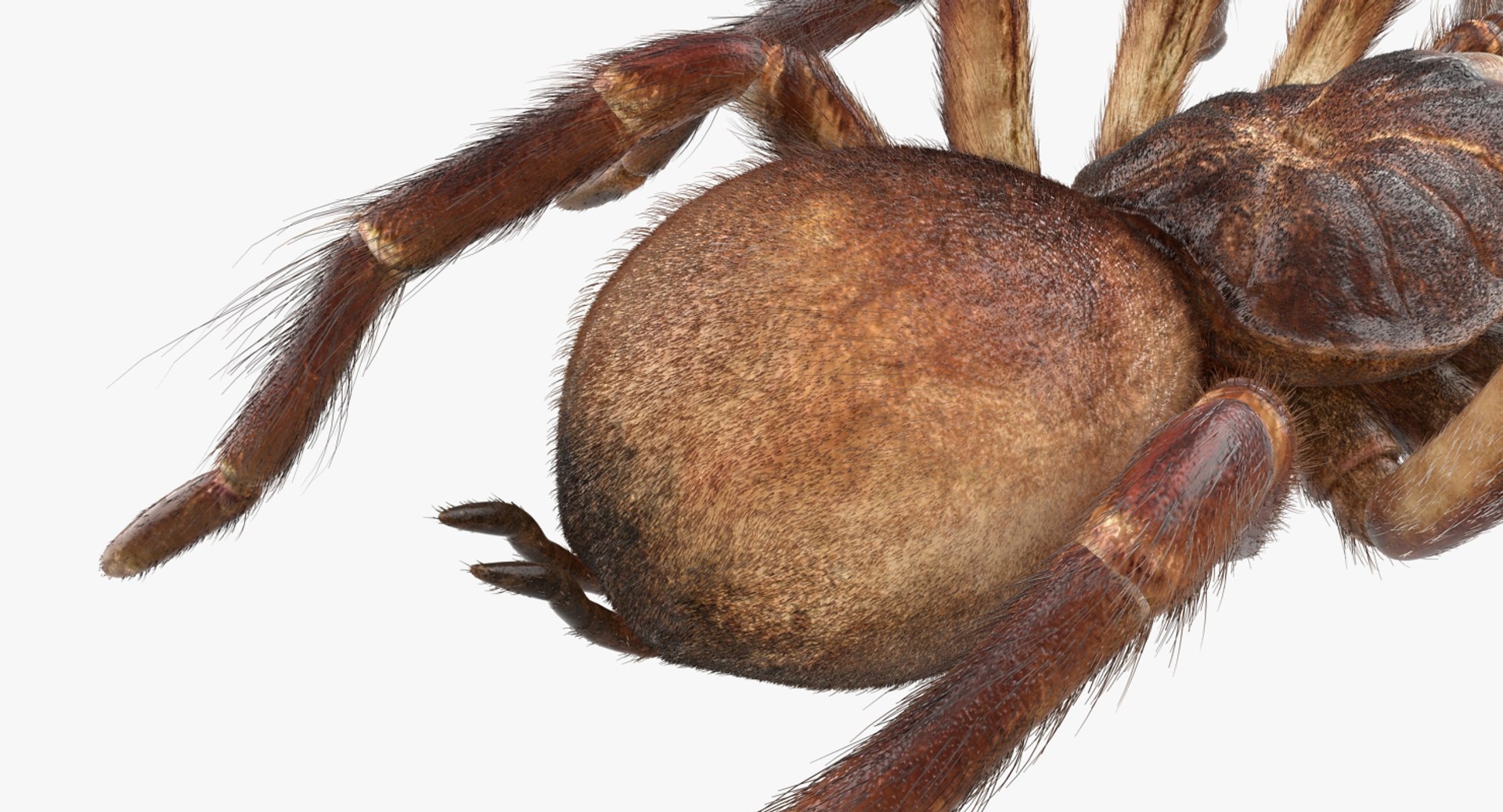 goliath birdeater fur rigged 3D model https://p.turbosquid.com/ts-thumb/Oz/vv0xsy/na9VK8lL/goliathbirdeaterwithfurriggedvray3dmodel020/jpg/1519588067/1920x1080/fit_q87/6a797bc108c4f41b88345575859aaa7f1baf3adb/goliathbirdeaterwithfurriggedvray3dmodel020.jpg