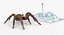 Goliath Birdeater with Fur Rigged