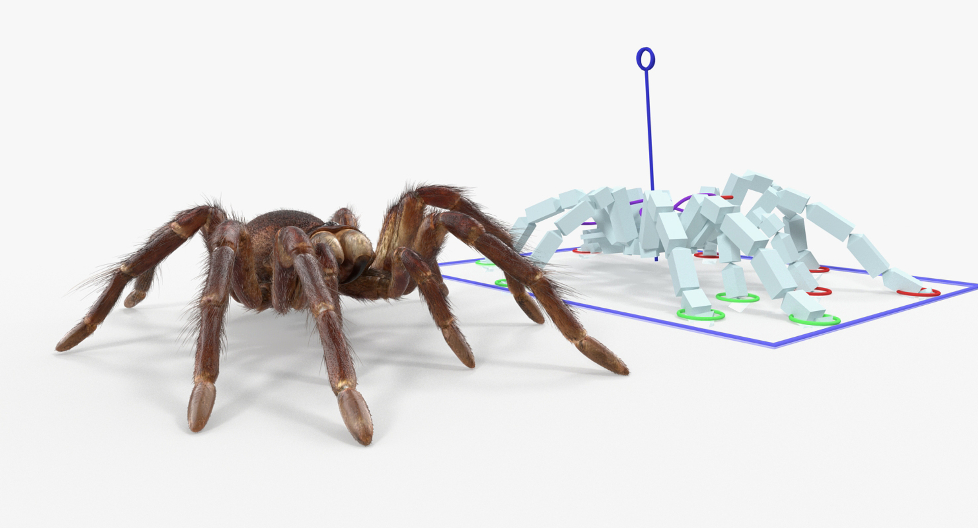goliath birdeater fur rigged 3D model https://p.turbosquid.com/ts-thumb/Oz/vv0xsy/oBIT8Y7w/goliath_birdeater_with_fur_rigged_361/jpg/1519587738/1920x1080/turn_fit_q99/3302c9b6cfb061570630cedd2e08c873cac28a59/goliath_birdeater_with_fur_rigged_361-1.jpg