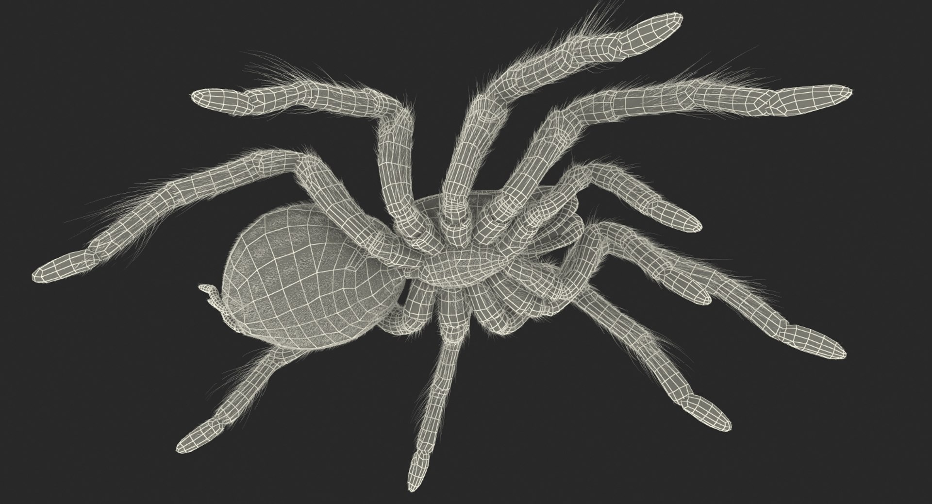 goliath birdeater fur rigged 3D model https://p.turbosquid.com/ts-thumb/Oz/vv0xsy/oaaqkFGI/goliathbirdeaterwithfurriggedvray3dmodel027/jpg/1519588093/1920x1080/fit_q87/e003d57b850c78627a54faf2e94c81df58635fe6/goliathbirdeaterwithfurriggedvray3dmodel027.jpg