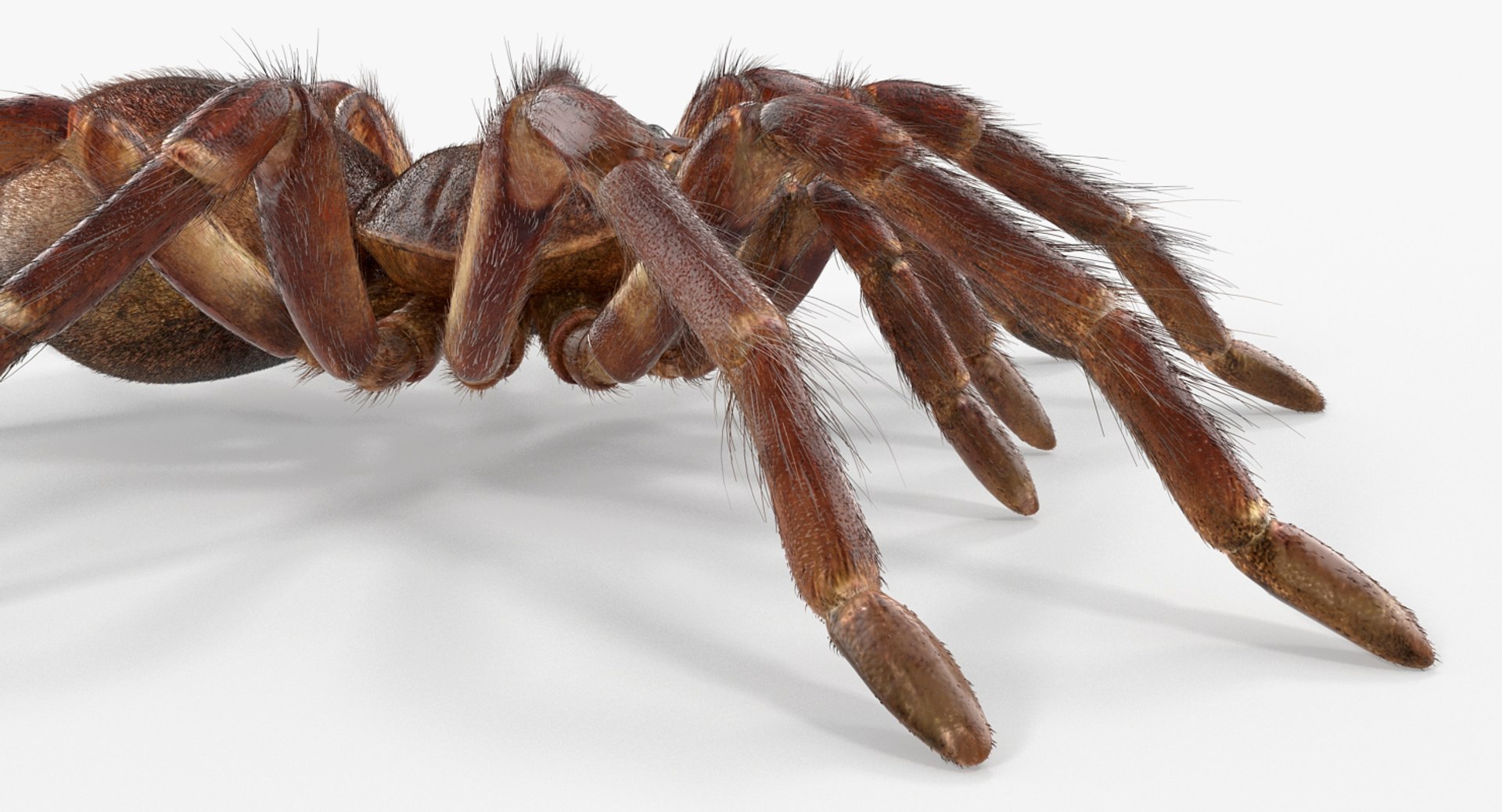 goliath birdeater fur rigged 3D model https://p.turbosquid.com/ts-thumb/Oz/vv0xsy/u59XBKBF/goliathbirdeaterwithfurriggedvray3dmodel014/jpg/1519588044/1920x1080/fit_q87/dd6c5fa79a9287e9bdcba13de7c20474f66e5321/goliathbirdeaterwithfurriggedvray3dmodel014.jpg