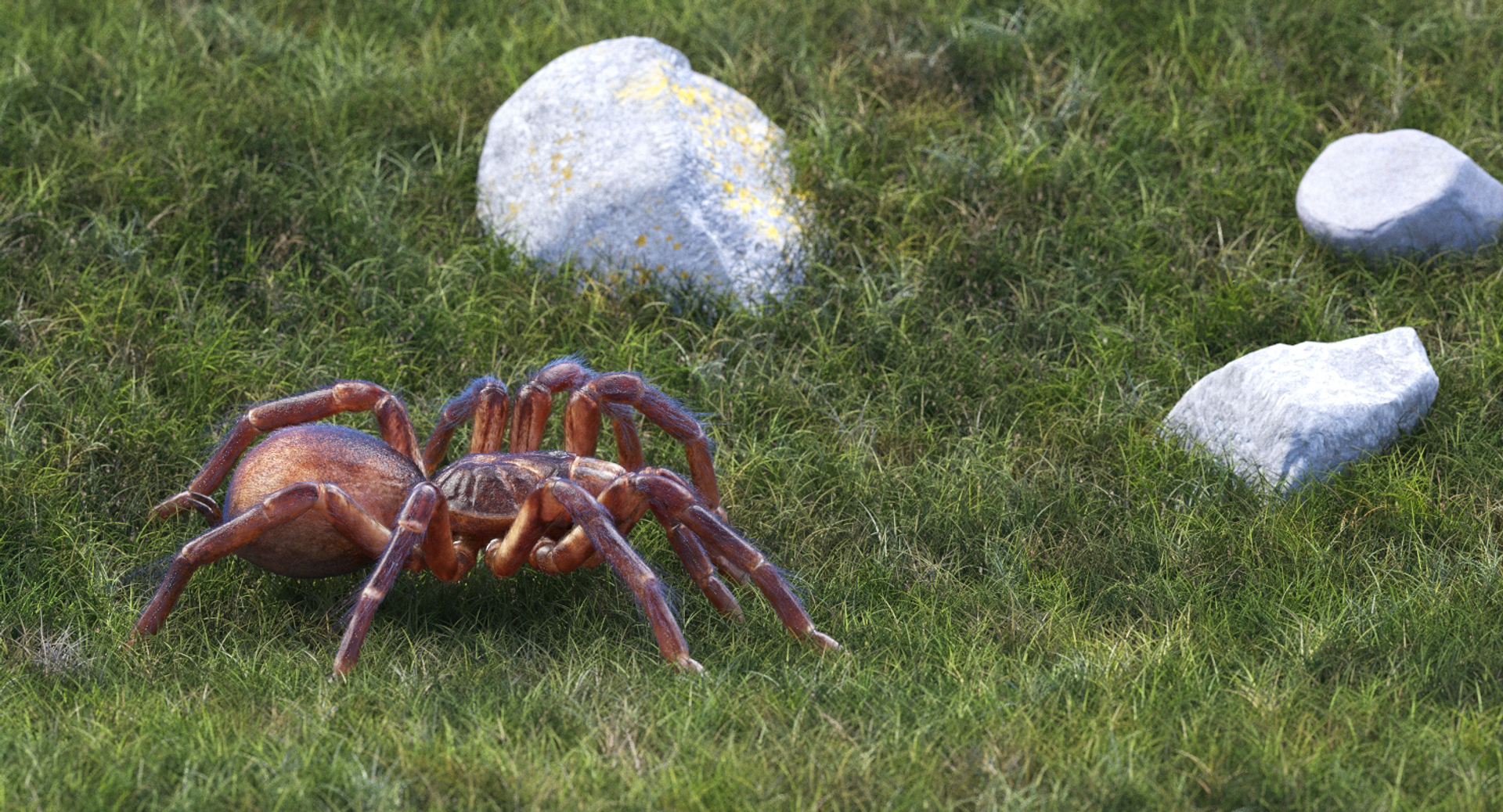 goliath birdeater fur rigged 3D model https://p.turbosquid.com/ts-thumb/Oz/vv0xsy/uLYUktpD/goliath_birdeater_with_fur_rigged_360/jpg/1519587243/1920x1080/turn_fit_q99/cc4f55c65d58cc0e23bc050cb53723c0f185ac2a/goliath_birdeater_with_fur_rigged_360-1.jpg