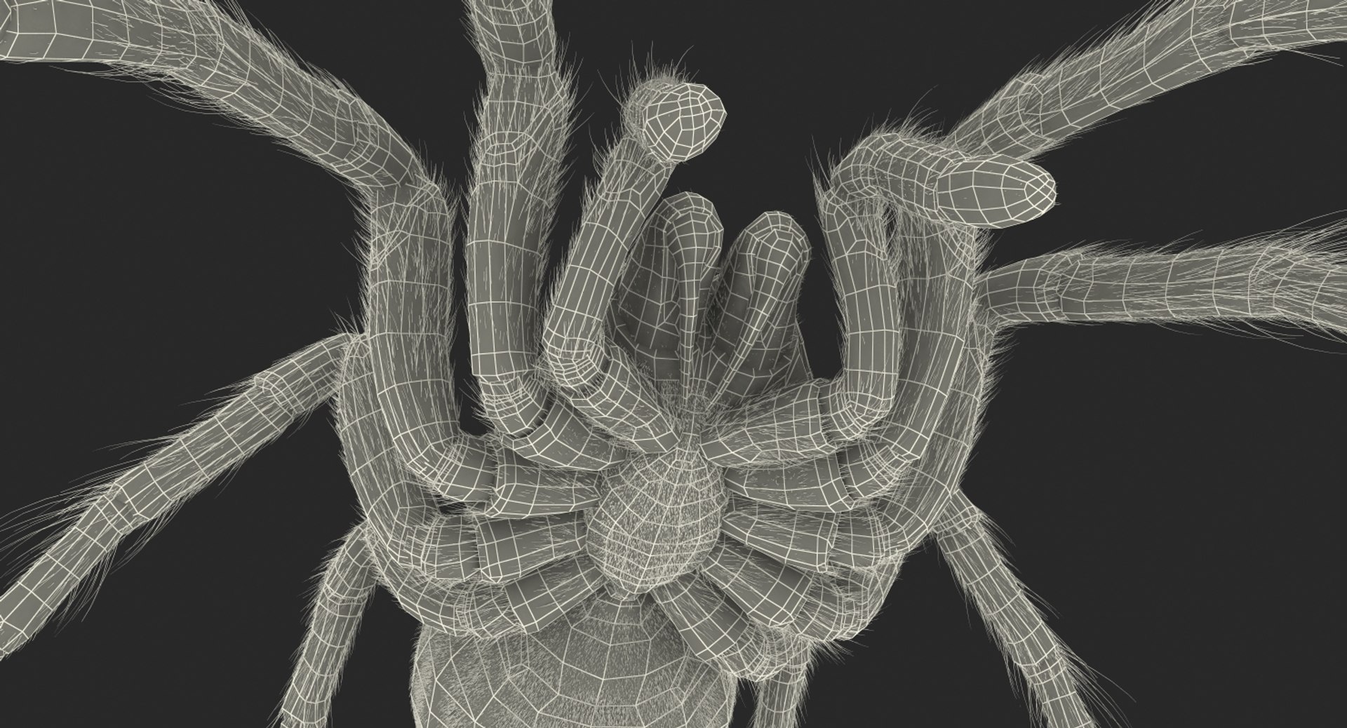 goliath birdeater fur rigged 3D model https://p.turbosquid.com/ts-thumb/Oz/vv0xsy/wAFlSfkH/goliathbirdeaterwithfurriggedvray3dmodel028/jpg/1519588097/1920x1080/fit_q87/aa99989018021bfc97bca273055af28e8740ebd8/goliathbirdeaterwithfurriggedvray3dmodel028.jpg
