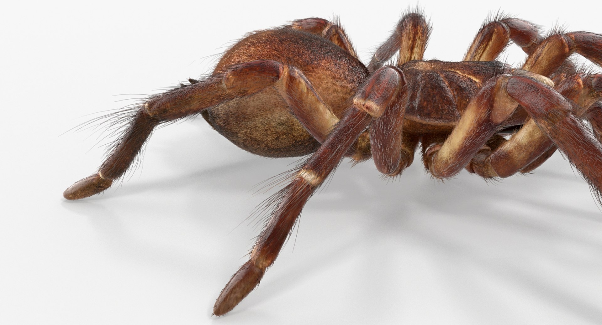 Goliath birdeater fur rigged 3D model - TurboSquid 1258130