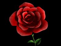 Detailed Red Rose