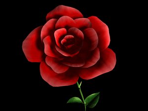Detailed Red Rose