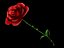 Detailed Red Rose