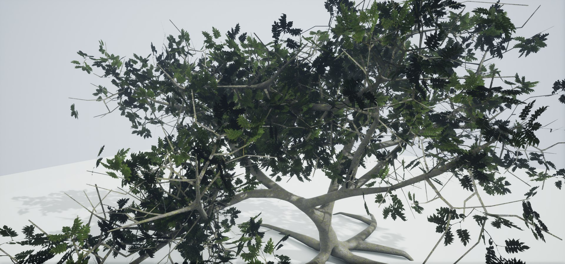 polys leaves trunk 3ds https://p.turbosquid.com/ts-thumb/P0/31i99n/2Irt4Xv5/highresscreenshot00042/png/1518358754/1920x1080/fit_q87/611621865931b1e2eadce8d5de3be1bb2d1f3b9e/highresscreenshot00042.jpg