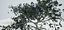 Albero vecchio