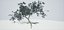 Albero vecchio